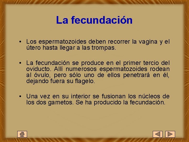 La fecundación • Los espermatozoides deben recorrer la vagina y el útero hasta llegar