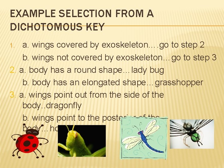 EXAMPLE SELECTION FROM A DICHOTOMOUS KEY a. wings covered by exoskeleton…. go to step