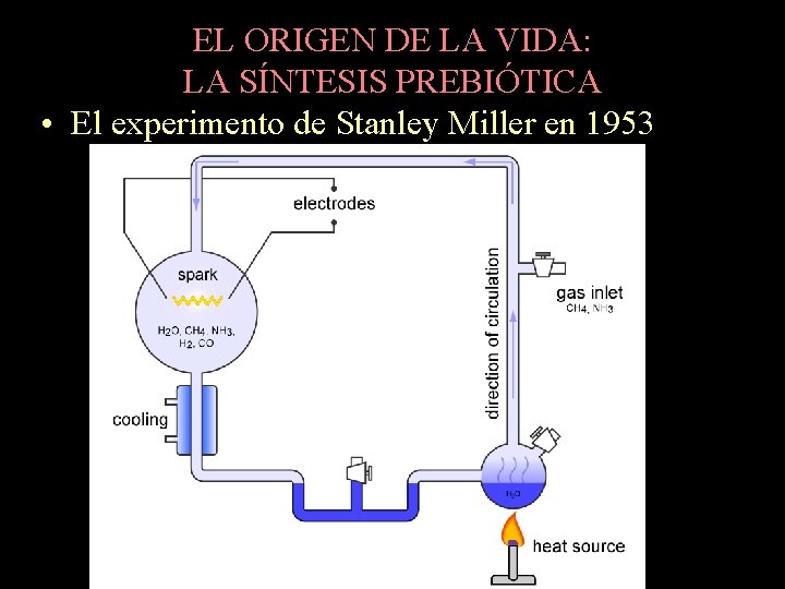 EL ORIGEN DE LA VIDA: LA SÍNTESIS PREBIÓTICA • El experimento de Stanley Miller