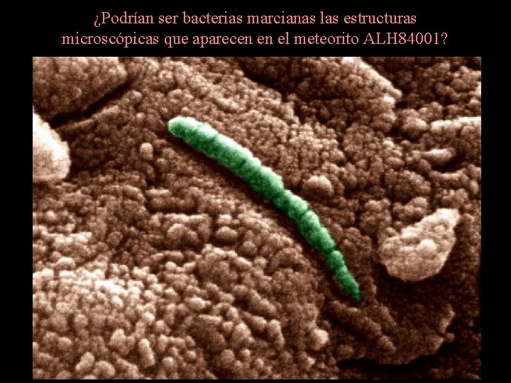 ¿Podrían ser bacterias marcianas las estructuras microscópicas que aparecen en el meteorito ALH 84001? ¿Podrían ser bacterias marcianas las estructuras microscópicas que aparecen en el meteorito ALH 84001?