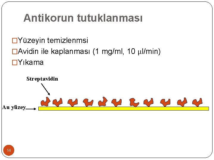 Antikorun tutuklanması �Yüzeyin temizlenmsi �Avidin ile kaplanması (1 mg/ml, 10 μl/min) �Yıkama Streptavidin Au