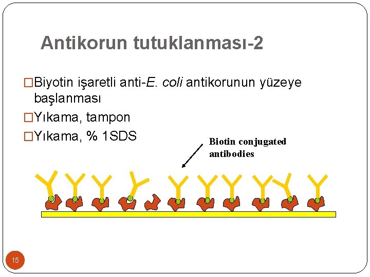 Antikorun tutuklanması-2 �Biyotin işaretli anti-E. coli antikorunun yüzeye başlanması �Yıkama, tampon �Yıkama, % 1