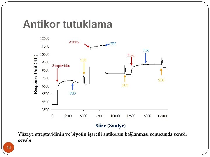 Antikor tutuklama Antikor PBS Glisin SDS Streptavidin SDS PBS Süre (Saniye) Yüzeye streptavidinin ve