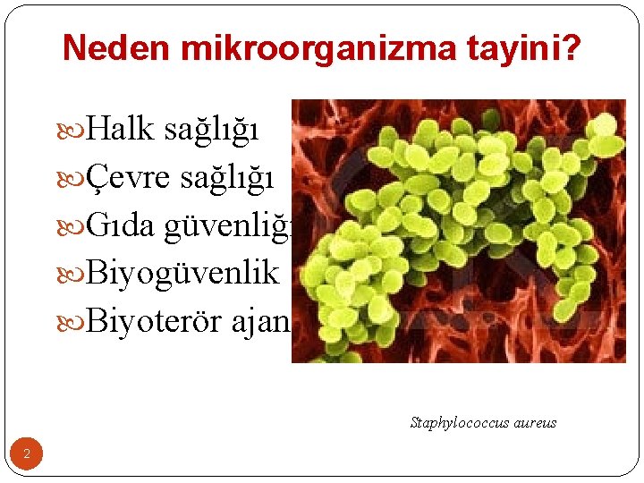 Neden mikroorganizma tayini? Halk sağlığı Çevre sağlığı Gıda güvenliği Biyogüvenlik Biyoterör ajanı Staphylococcus aureus