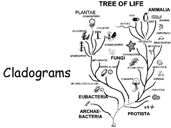 Cladograms 