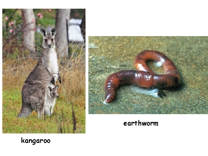 earthworm kangaroo 