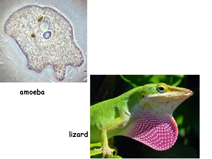 amoeba lizard 