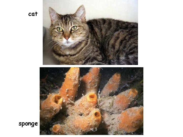 cat sponge 