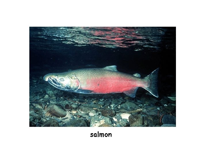 salmon 