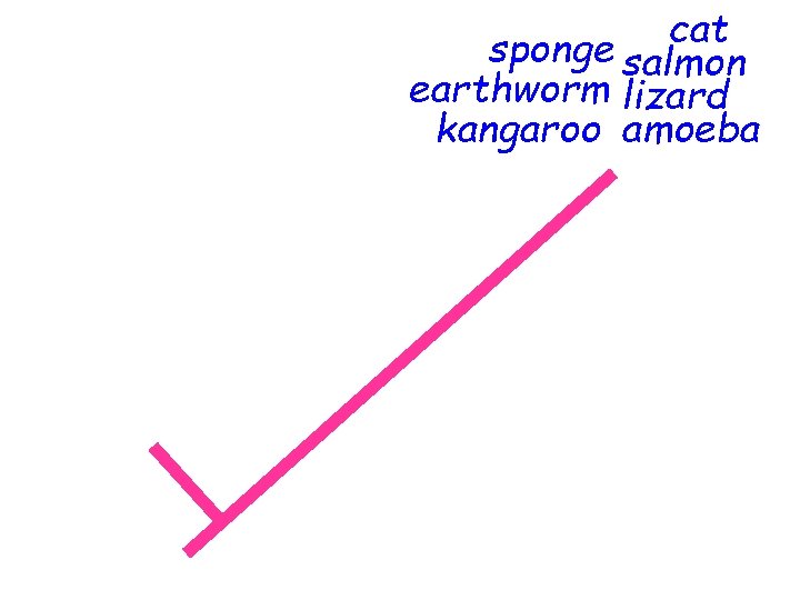 cat sponge salmon earthworm lizard kangaroo amoeba 