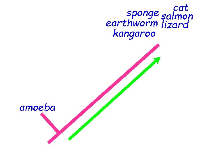 cat sponge salmon earthworm lizard kangaroo amoeba 