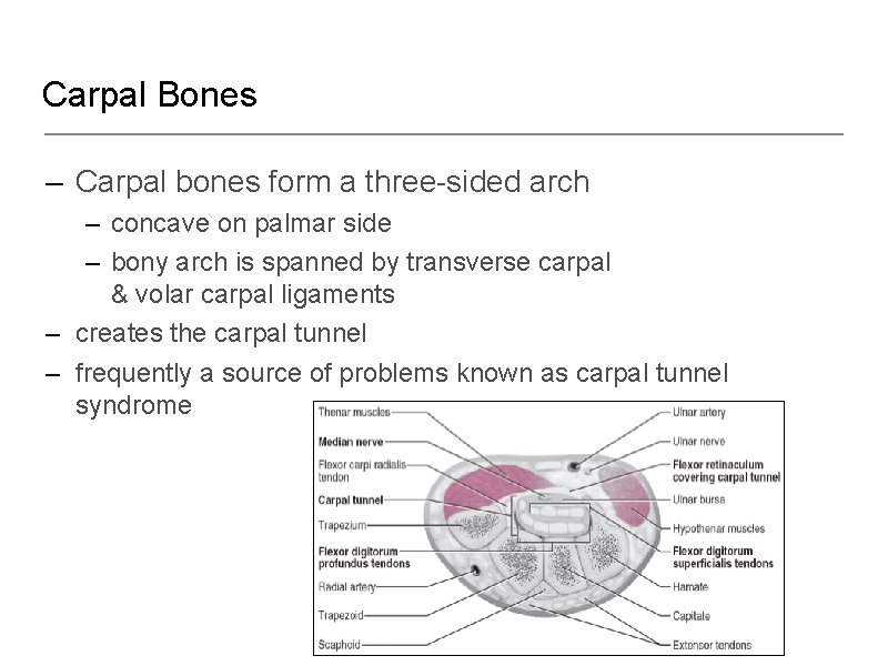 Carpal Bones – Carpal bones form a three-sided arch – concave on palmar side