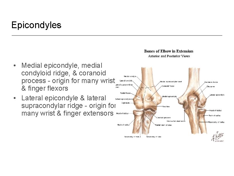 Epicondyles • Medial epicondyle, medial condyloid ridge, & coranoid process - origin for many