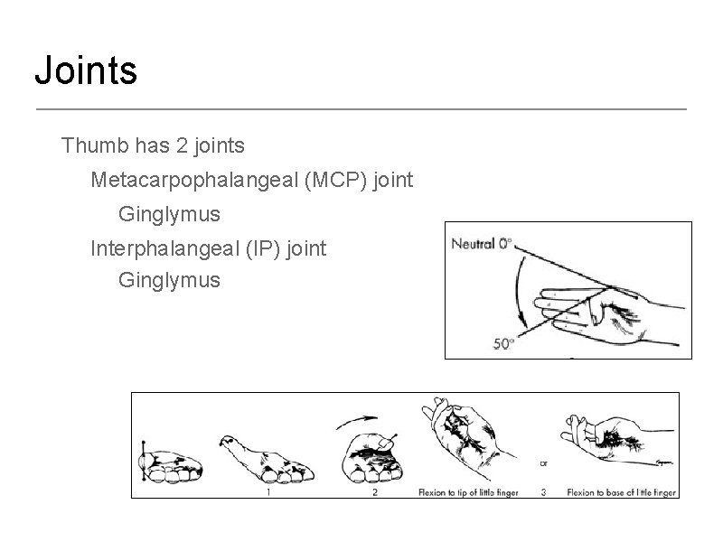 Joints • Thumb has 2 joints – Metacarpophalangeal (MCP) joint • Ginglymus – Interphalangeal