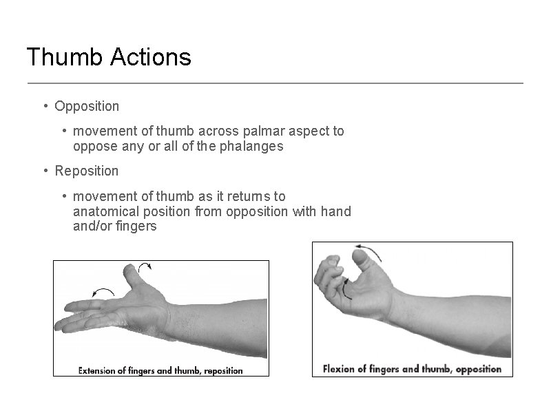 Thumb Actions • Opposition • movement of thumb across palmar aspect to oppose any