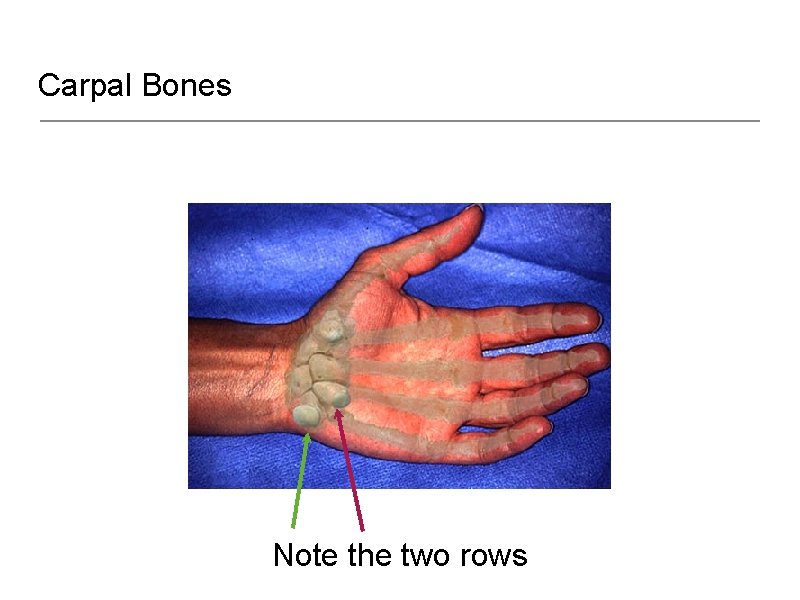 Carpal Bones Note the two rows 
