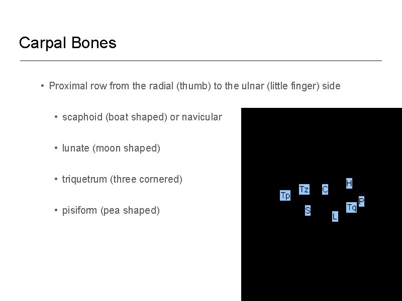 Carpal Bones • Proximal row from the radial (thumb) to the ulnar (little finger)