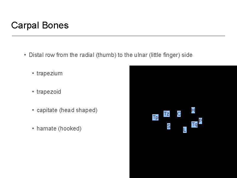 Carpal Bones • Distal row from the radial (thumb) to the ulnar (little finger)