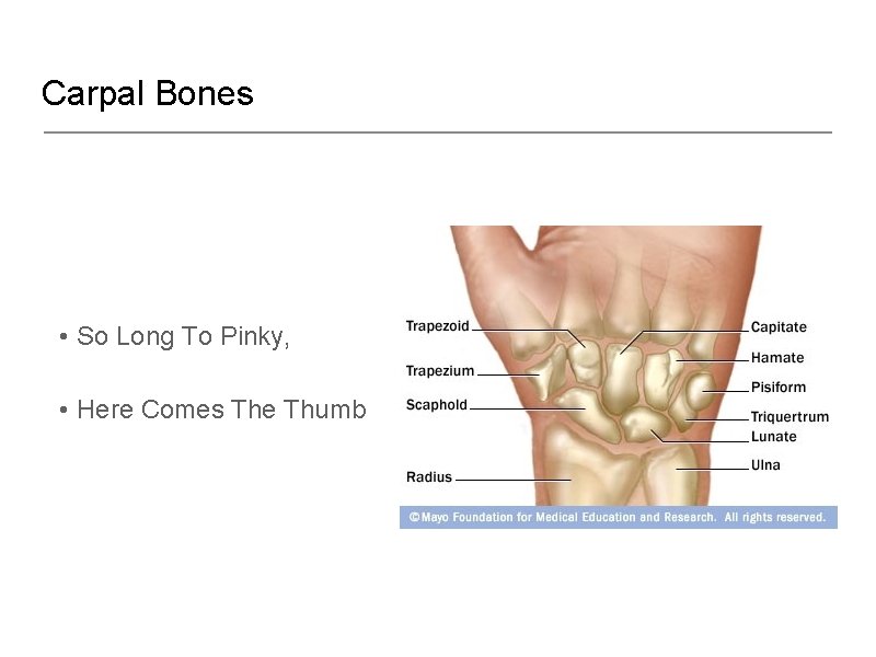 Carpal Bones • So Long To Pinky, • Here Comes The Thumb 