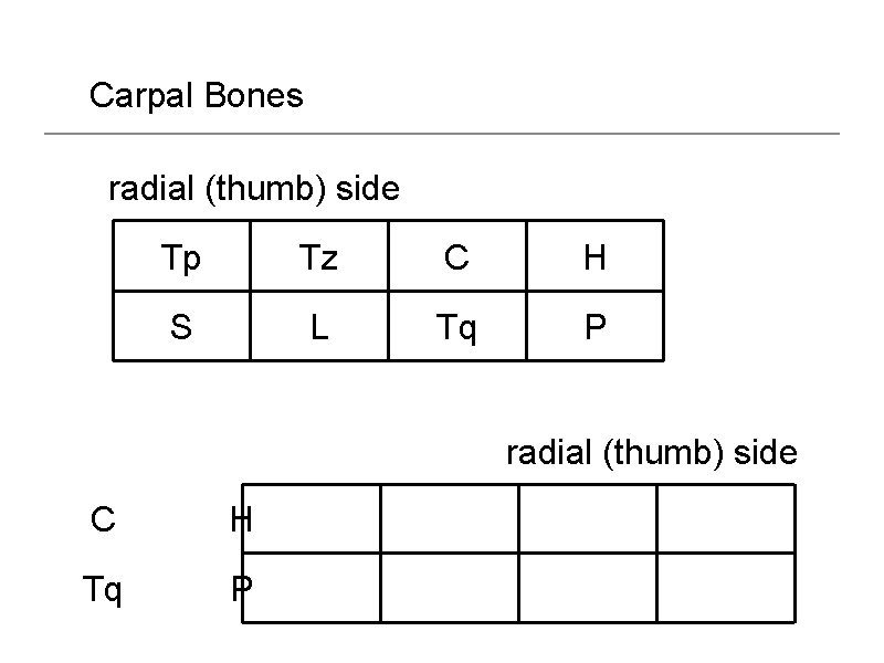 Carpal Bones radial (thumb) side Tp Tz C H S L Tq P radial