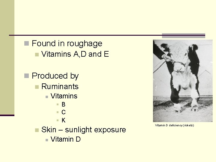 n Found in roughage n Vitamins A, D and E n Produced by n