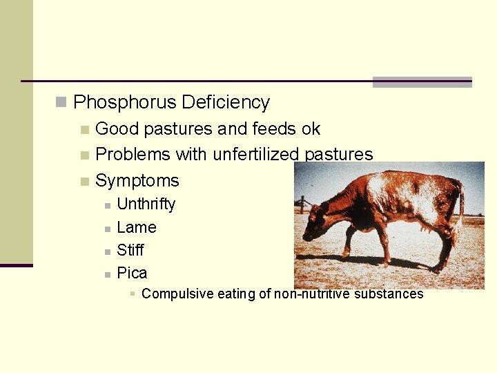 n Phosphorus Deficiency n Good pastures and feeds ok n Problems with unfertilized pastures