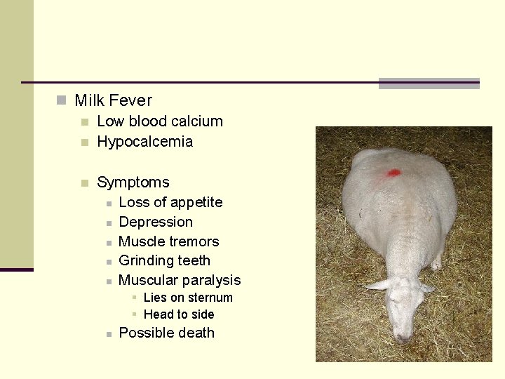 n Milk Fever n Low blood calcium n Hypocalcemia n Symptoms n Loss of