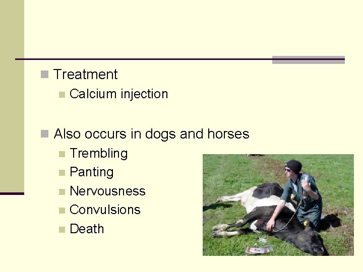 n Treatment n Calcium injection n Also occurs in dogs and horses n Trembling
