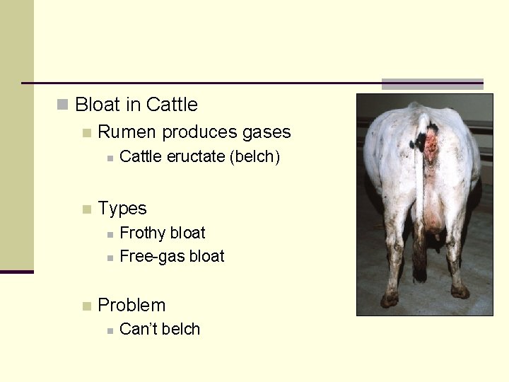 n Bloat in Cattle n Rumen produces gases n n Types n n n