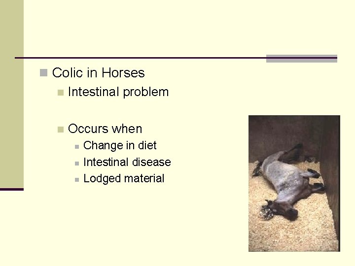 n Colic in Horses n Intestinal problem n Occurs when n Change in diet