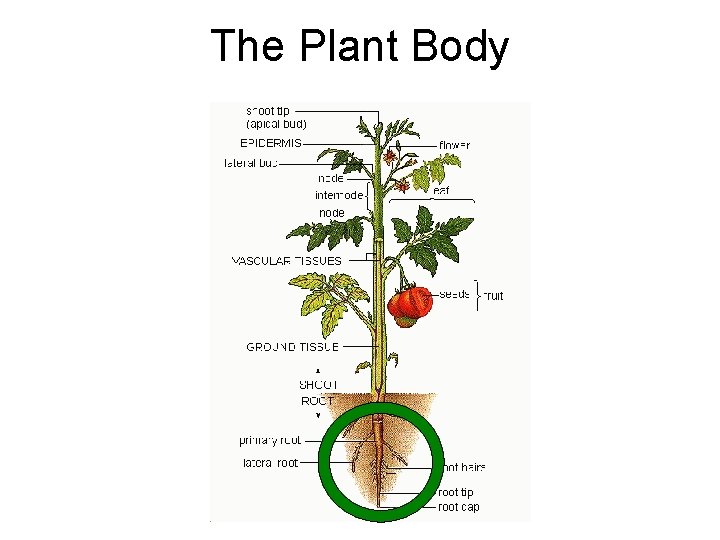 The Plant Body 