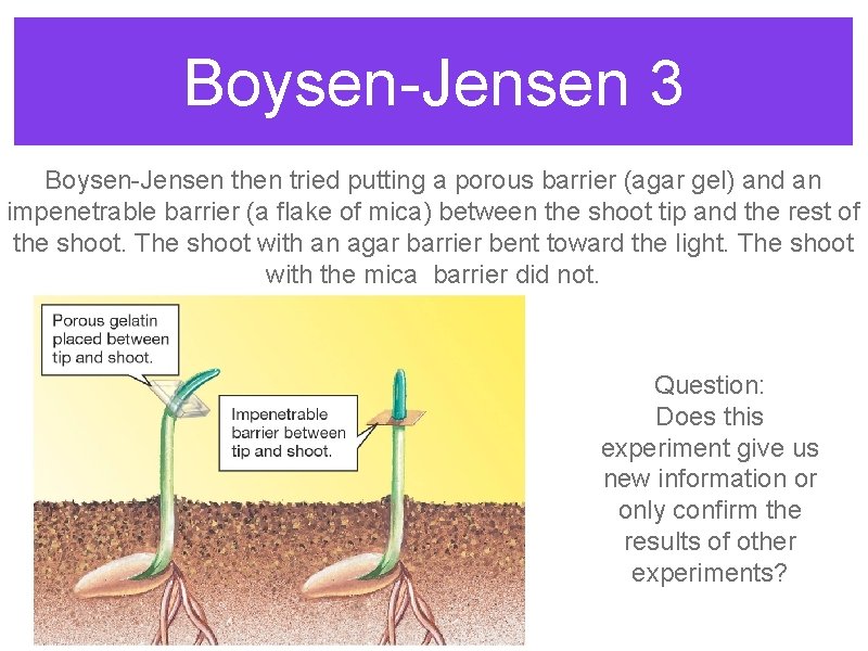 Boysen-Jensen 3 Boysen-Jensen then tried putting a porous barrier (agar gel) and an impenetrable Boysen-Jensen 3 Boysen-Jensen then tried putting a porous barrier (agar gel) and an impenetrable