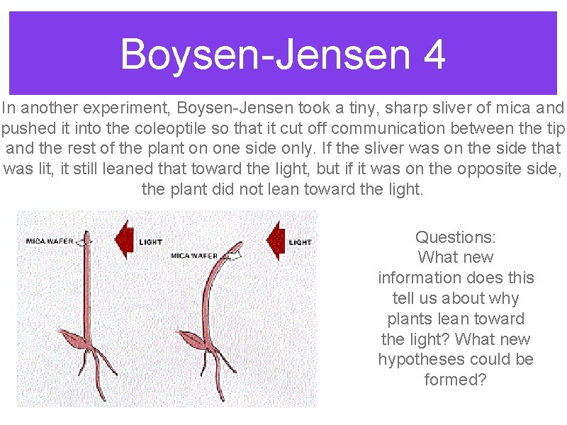 Boysen-Jensen 4 In another experiment, Boysen-Jensen took a tiny, sharp sliver of mica and Boysen-Jensen 4 In another experiment, Boysen-Jensen took a tiny, sharp sliver of mica and