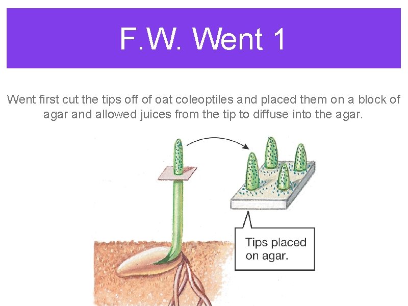 F. W. Went 1 Went first cut the tips off of oat coleoptiles and F. W. Went 1 Went first cut the tips off of oat coleoptiles and