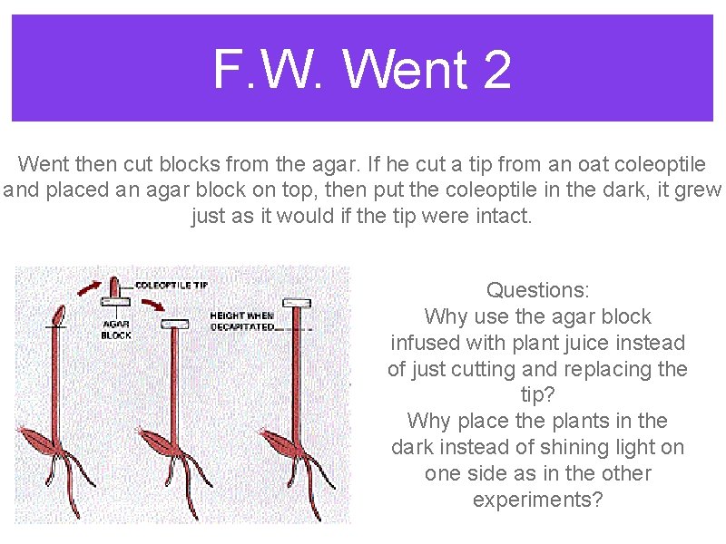 F. W. Went 2 Went then cut blocks from the agar. If he cut F. W. Went 2 Went then cut blocks from the agar. If he cut