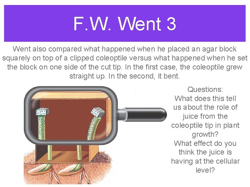 F. W. Went 3 Went also compared what happened when he placed an agar F. W. Went 3 Went also compared what happened when he placed an agar