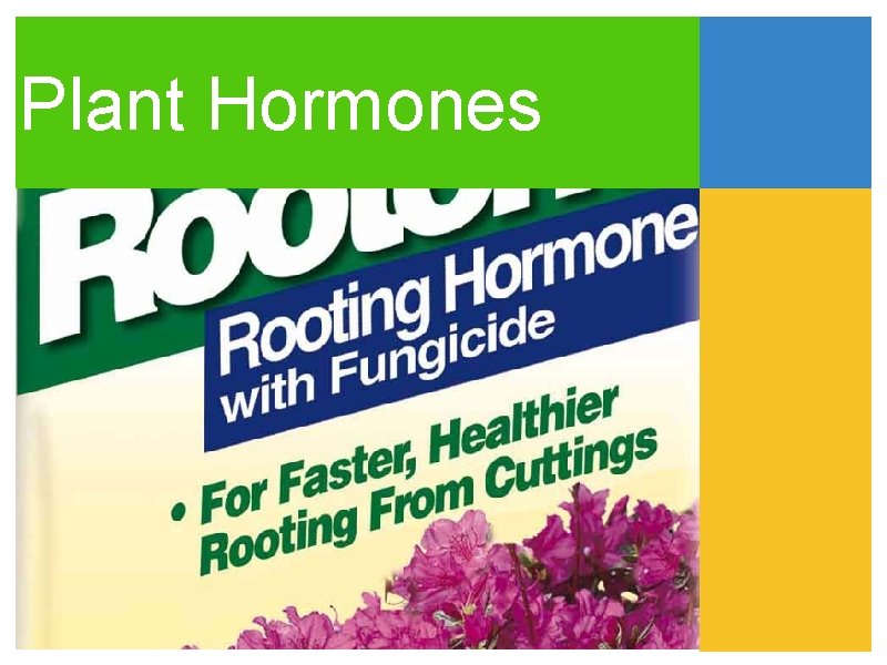 Plant Hormones Plant Hormones
