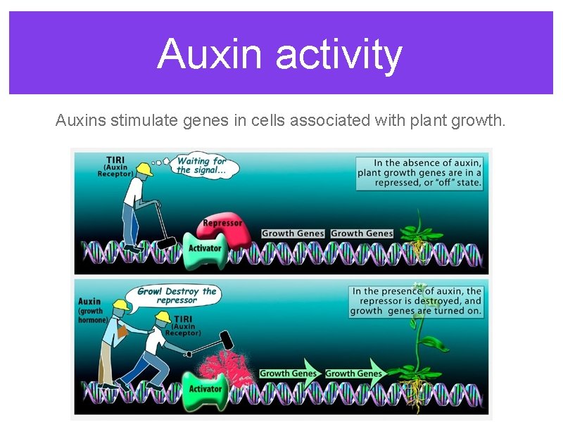 Auxin activity Auxins stimulate genes in cells associated with plant growth. Auxin activity Auxins stimulate genes in cells associated with plant growth.