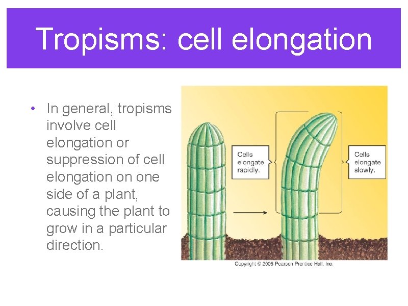 Tropisms: cell elongation • In general, tropisms involve cell elongation or suppression of cell Tropisms: cell elongation • In general, tropisms involve cell elongation or suppression of cell