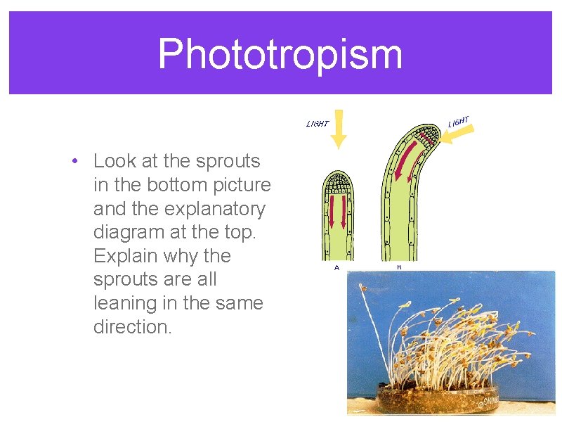 Phototropism • Look at the sprouts in the bottom picture and the explanatory diagram Phototropism • Look at the sprouts in the bottom picture and the explanatory diagram