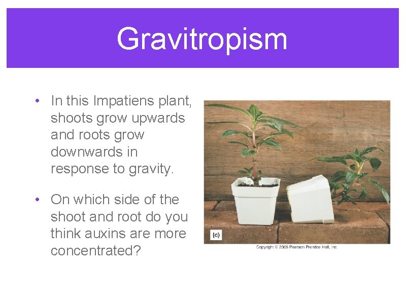 Gravitropism • In this Impatiens plant, shoots grow upwards and roots grow downwards in Gravitropism • In this Impatiens plant, shoots grow upwards and roots grow downwards in