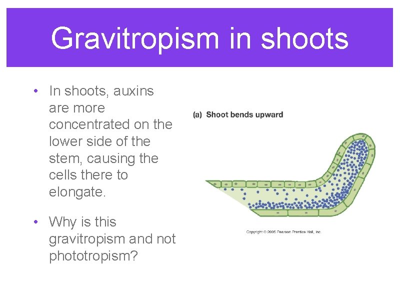 Gravitropism in shoots • In shoots, auxins are more concentrated on the lower side Gravitropism in shoots • In shoots, auxins are more concentrated on the lower side