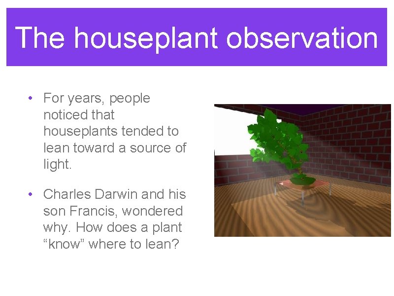 The houseplant observation • For years, people noticed that houseplants tended to lean toward The houseplant observation • For years, people noticed that houseplants tended to lean toward
