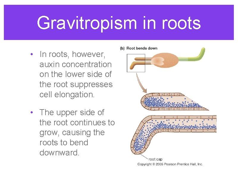 Gravitropism in roots • In roots, however, auxin concentration on the lower side of Gravitropism in roots • In roots, however, auxin concentration on the lower side of