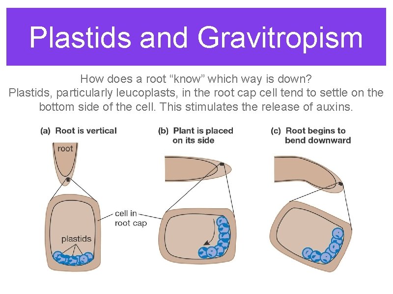 Plastids and Gravitropism How does a root “know” which way is down? Plastids, particularly Plastids and Gravitropism How does a root “know” which way is down? Plastids, particularly