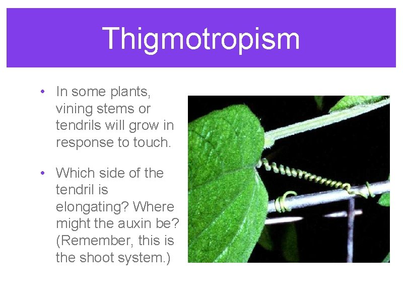 Thigmotropism • In some plants, vining stems or tendrils will grow in response to Thigmotropism • In some plants, vining stems or tendrils will grow in response to