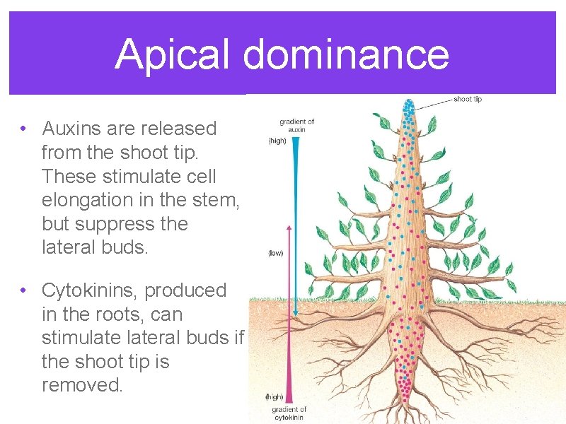 Apical dominance • Auxins are released from the shoot tip. These stimulate cell elongation Apical dominance • Auxins are released from the shoot tip. These stimulate cell elongation