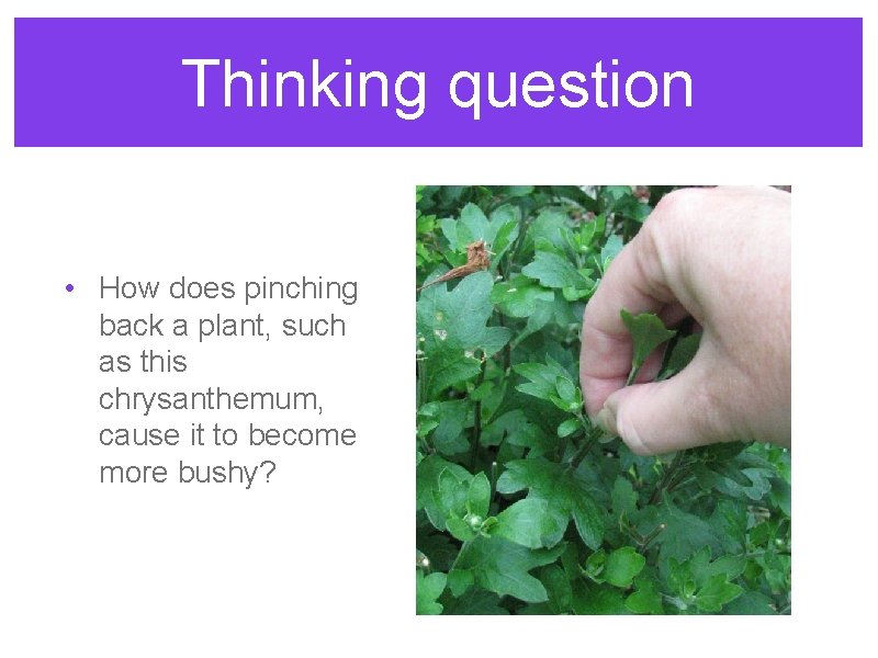Thinking question • How does pinching back a plant, such as this chrysanthemum, cause Thinking question • How does pinching back a plant, such as this chrysanthemum, cause