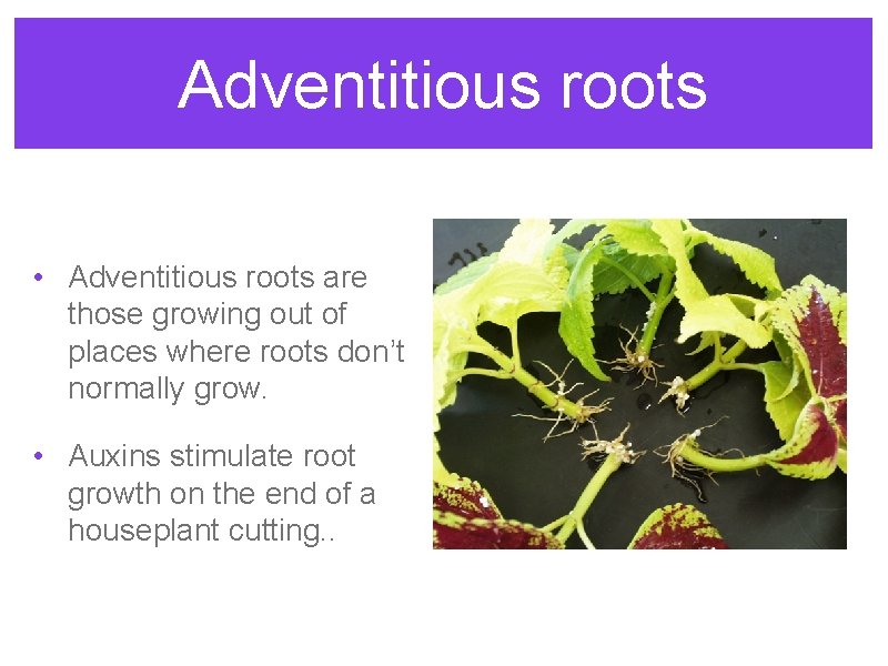 Adventitious roots • Adventitious roots are those growing out of places where roots don’t Adventitious roots • Adventitious roots are those growing out of places where roots don’t