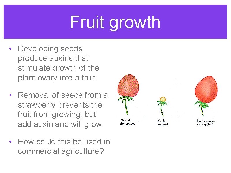 Fruit growth • Developing seeds produce auxins that stimulate growth of the plant ovary Fruit growth • Developing seeds produce auxins that stimulate growth of the plant ovary